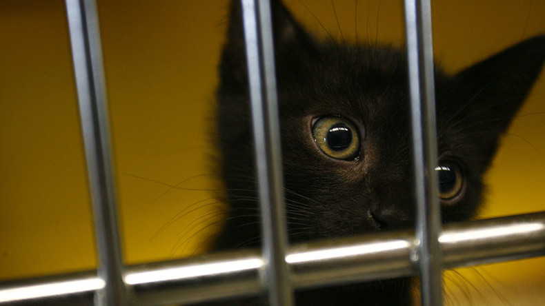 US Navy accused of ‘disappearing’ cats in Spain