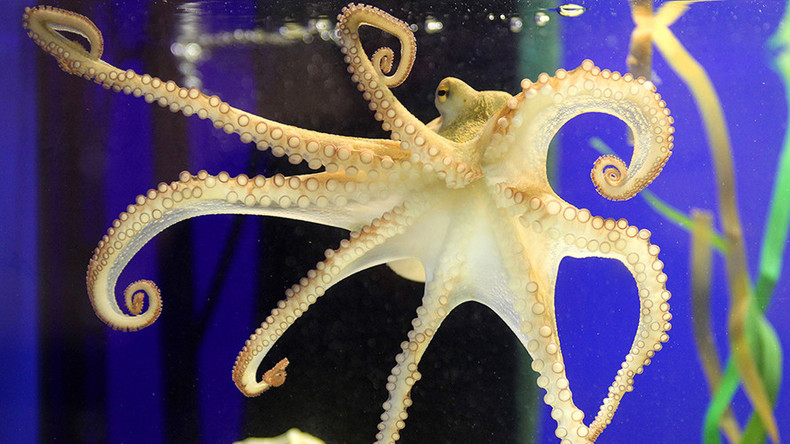 Paul the Octopus or Bob the Sloth: Who’s your favorite psychic animal from the world of sports?
