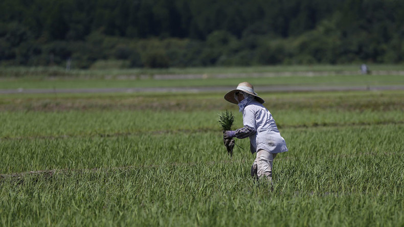 Fukushima rice to be sold in Britain