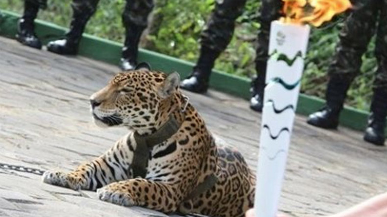 Olympic Mascot Jaguar Shot Dead While Escaping After Rio 16 Ceremony Rt Viral