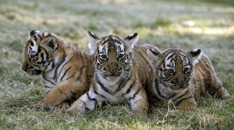 40 Dead Tiger Cubs Found In Freezer At Controversial Thai ‘tiger Temple