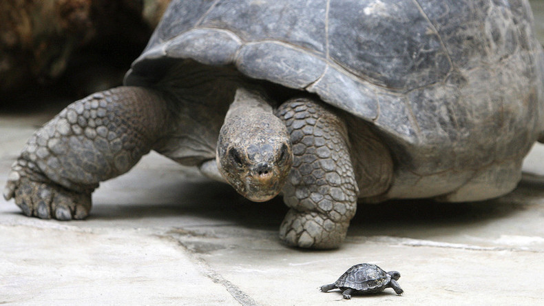 Turtle didn’t develop shells for protection, but for digging – research