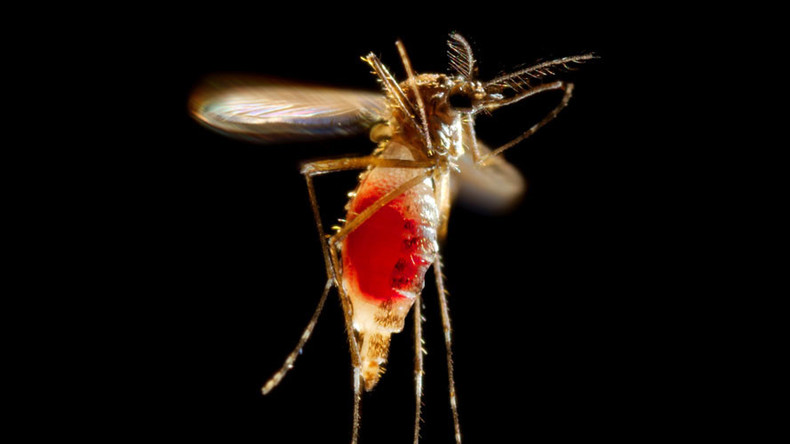 Mosquitoes in Miami have transmitted Zika virus – Florida gov