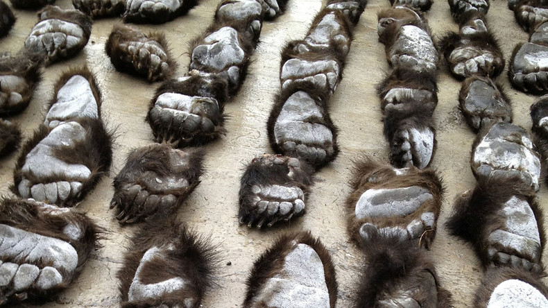 Russian customs seize 500+ bear paws heading to Chinese black market