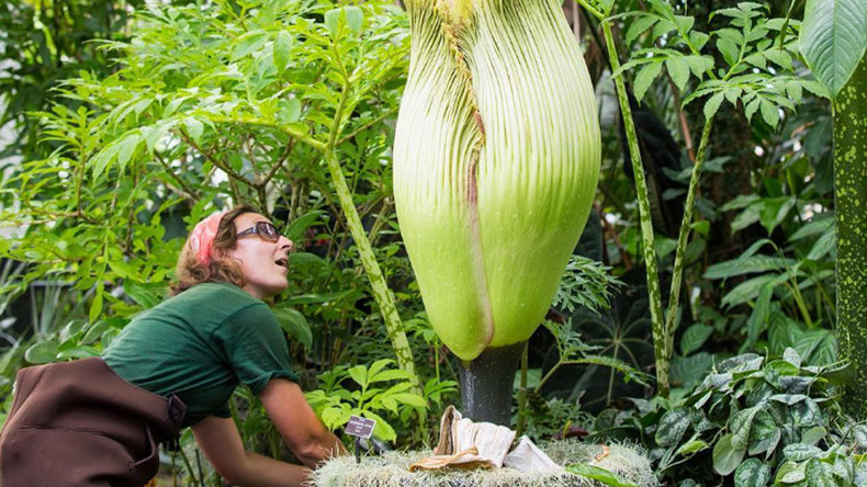 A Rare Corpse Flower Is Blooming In New York And It Stinks Video Photos Rt Viral