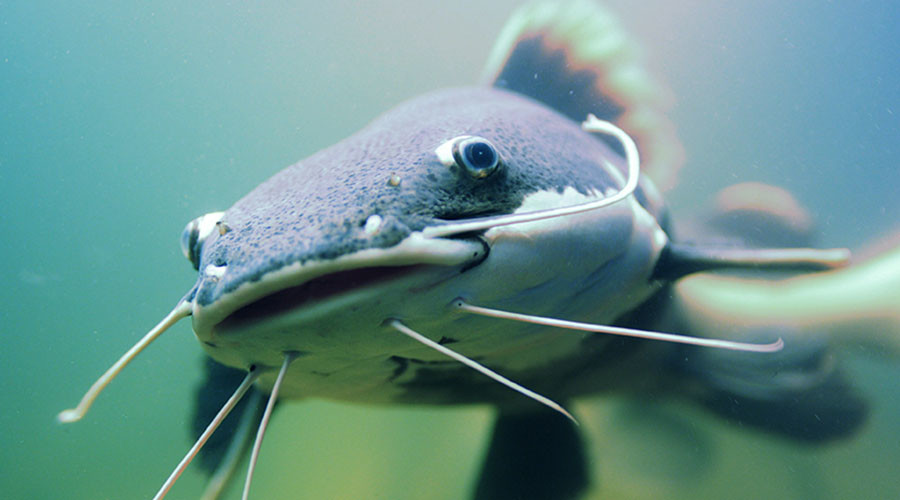 Giant catfish interferes with World Cup preparations in Russia