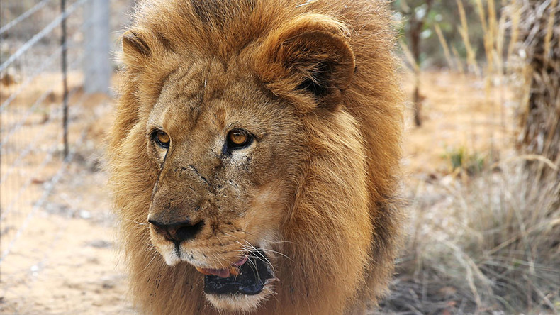 ‘Lion on the loose’: Are big cats really roaming the wilds of Britain?