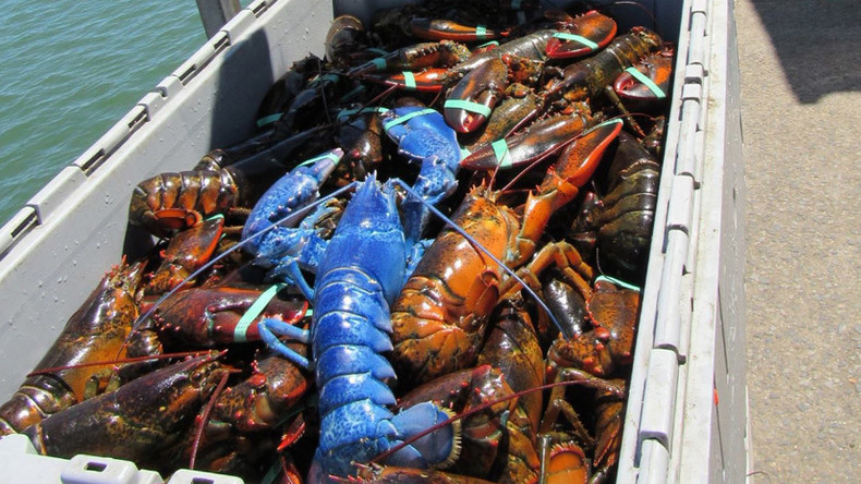 Lucky lobster! 1-in-2mn sapphire blue crustacean caught off Cape Cod