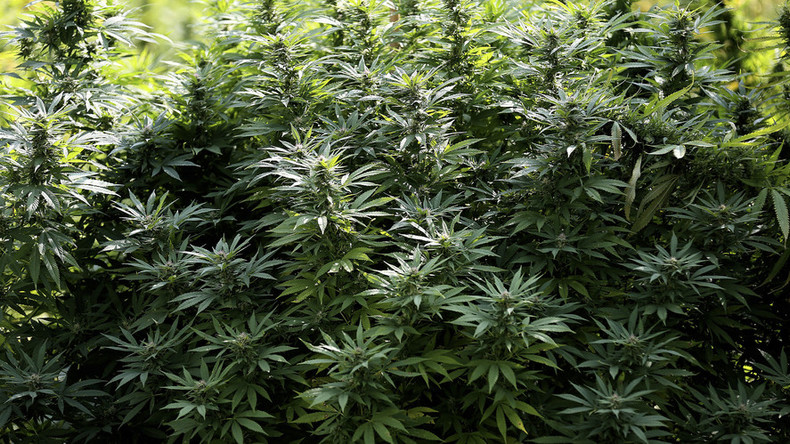 Sexist Cannabis: Marijuana relieves pain for men, not women – study