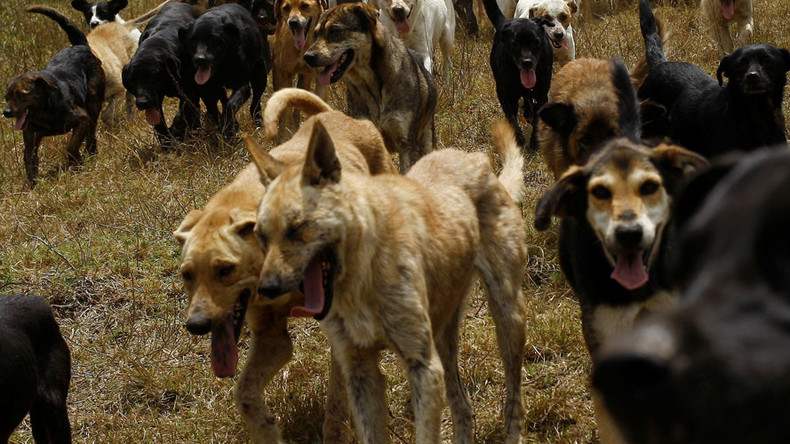 Pack of 50 stray dogs attack, partly eat elderly woman at Indian beach