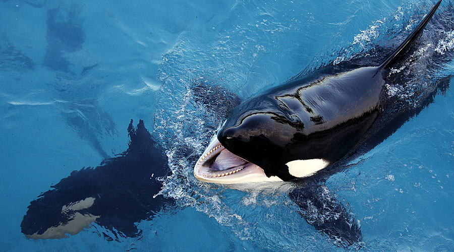 Killer whales stuck in shallow water saved by fishermen in Russia’s Far ...