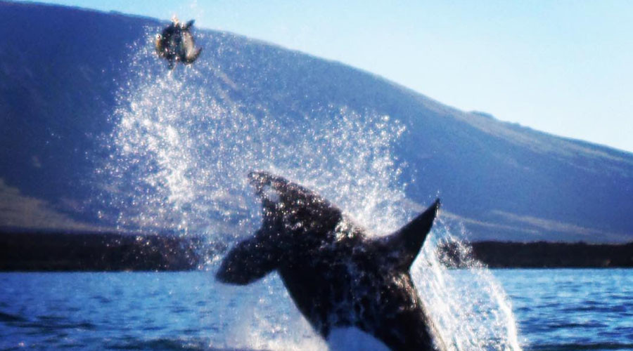 Shell shock: Killer whale stuns tourists with Galapagos turtle attack (VIDEO)