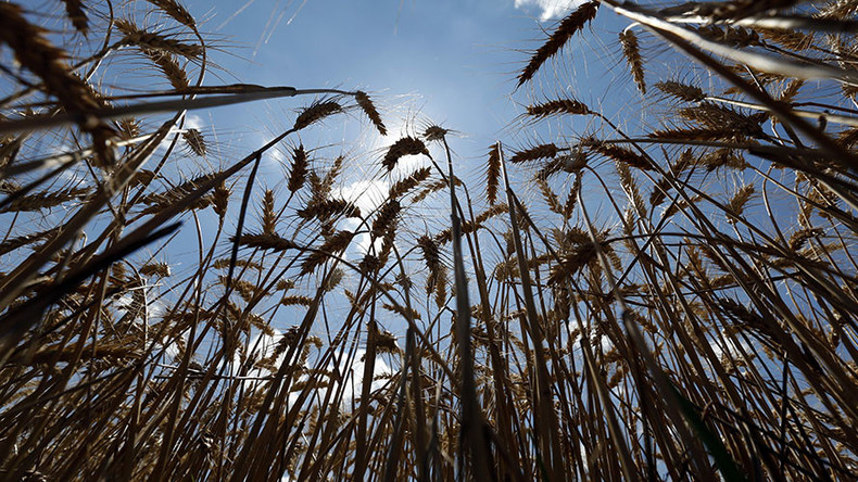 Russia earns more from agriculture than arms sales