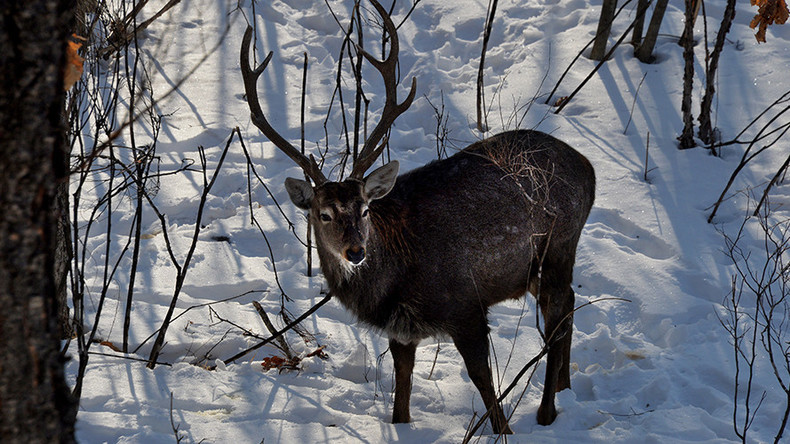 Rudolf at risk! 250,000 reindeer to be culled in Siberia officials’ plan to fight anthrax