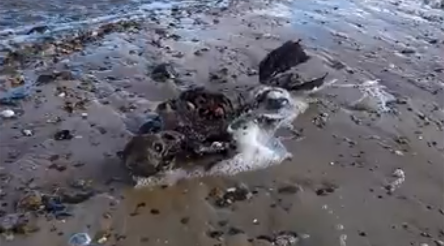 Someone may just have discovered a dead mermaid (VIDEO) — RT Viral