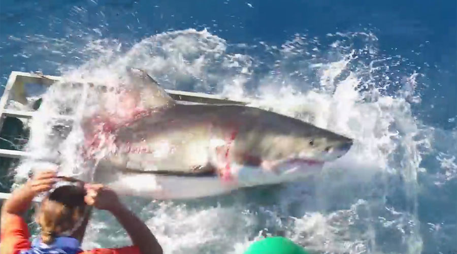 Cage Fight Great White And Diver In Horrifying Struggle After Shark Overshoots Snack Video — Rt