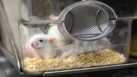 Artificial eggs grown in science lab create living mice