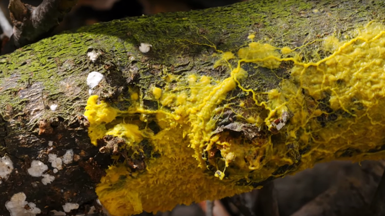 Yellow slime mold caught feeding on its prey in ...