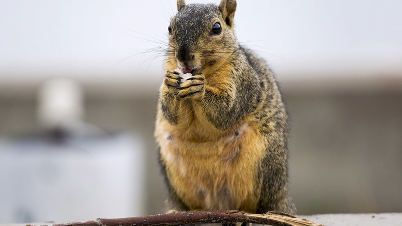 ‘Anti-squirrel’ US politician injured after rodent causes bike smash (PHOTO)