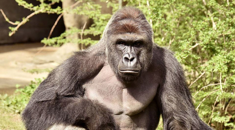 Harambe for president: Thousands reportedly vote for dead gorilla
