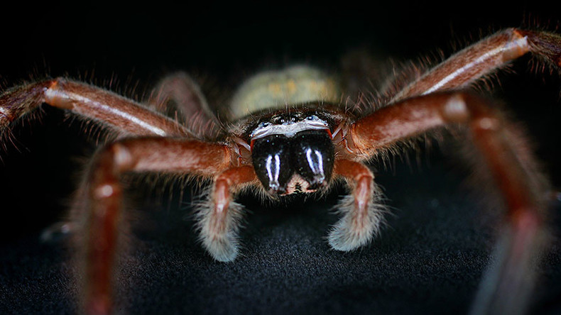 Giant spider devours lizard in chilling footage (PHOTOS, VIDEO)