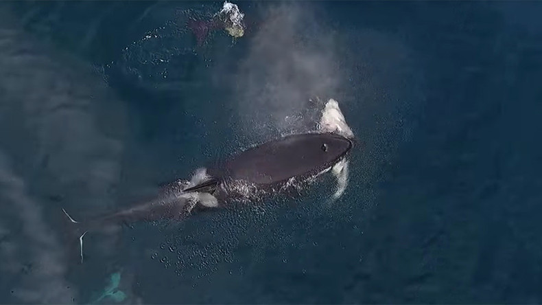 Watch rare killer whales eat a shark in epic drone footage (VIDEO) — RT ...