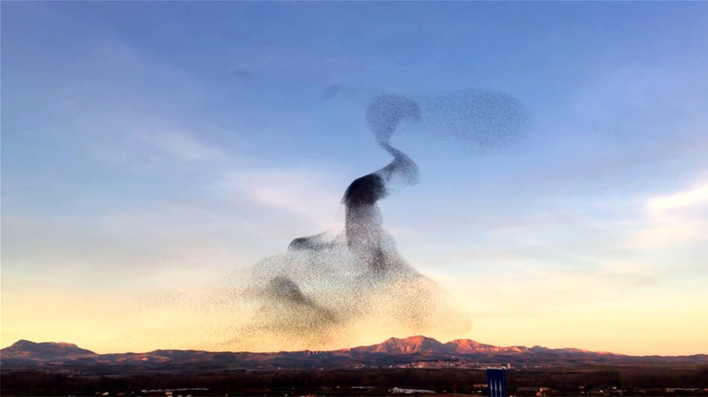 Huge flock of birds âdanceâ in unison in mesmerizing show of nature (VIDEO)