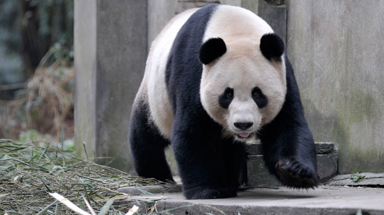 Not so cuddly: Giant panda mom severely mauls nature reserve worker in China