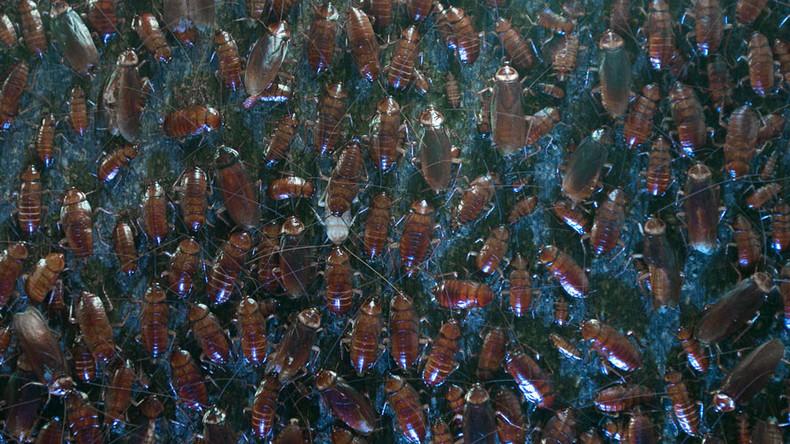 Rats & cockroaches infest cash-strapped British hospitals, millions spent on pest control
