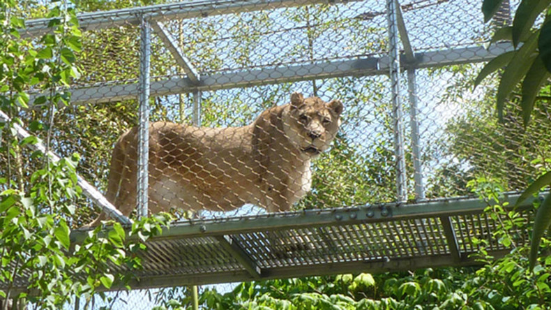 ‘2016 strikes again’: Philly zoo euthanizes 25yo lioness for being too old & inactive