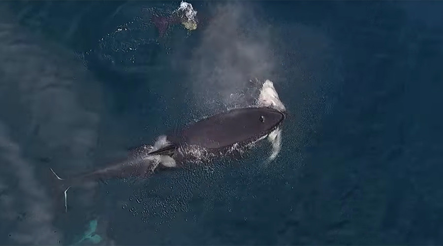 Watch rare killer whales eat a shark in epic drone footage (VIDEO) — RT