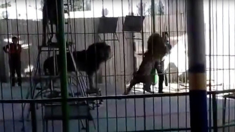 Lion’s horrifying attack on circus worker filmed during live show (GRAPHIC VIDEO)