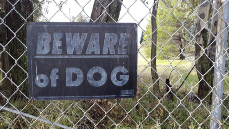 Crime of fashion: Pit bull ‘Scarface’ refuses sweater, mauls owners