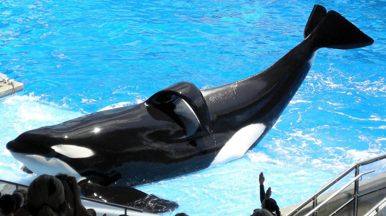 Tilikum, the orca who killed a SeaWorld trainer & inspired ‘Blackfish’, dies