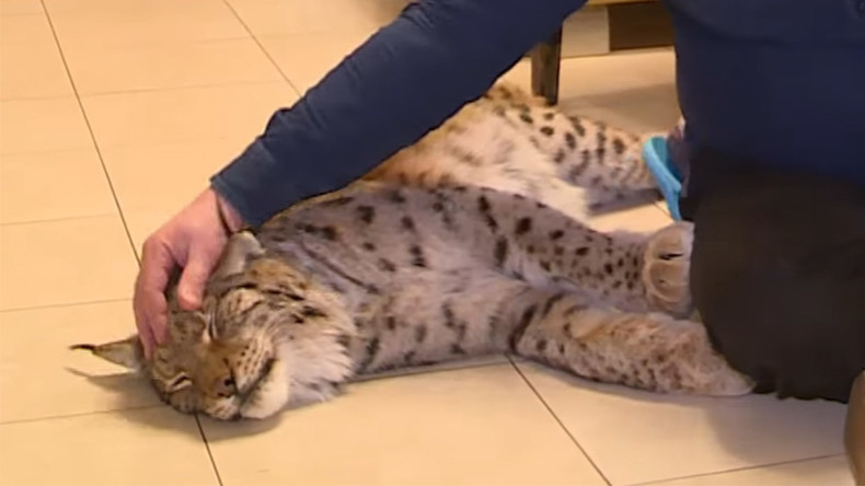 Too Cute To Be A Threat Lynx On Moscow Balcony Sparks Debate On Wild Animals Safety Rt World News