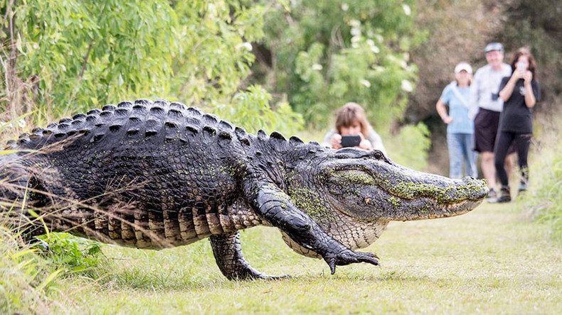 Monster Alligator Stuns Onlookers During Casual Stroll In Florida Video — Rt Viral 2903