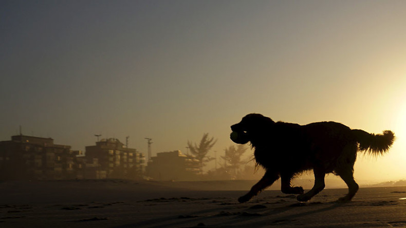 5 dog deaths linked to skin cancer cream – FDA