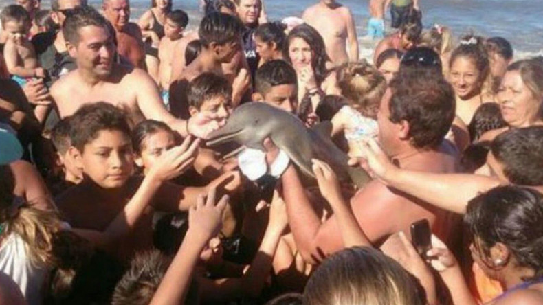Death by selfie: Dolphin dies on Argentinian beach as onlookers clamor with camera phones 