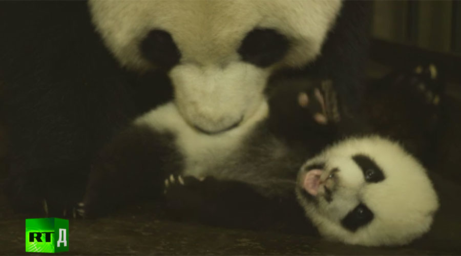To Chengdu babies in sex have Giant panda