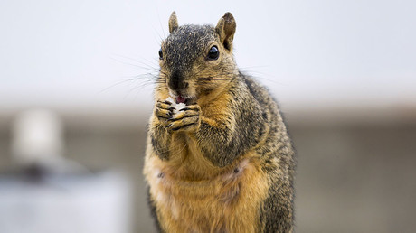 Sorry, hackers, but squirrels winning the cyber war - security expert