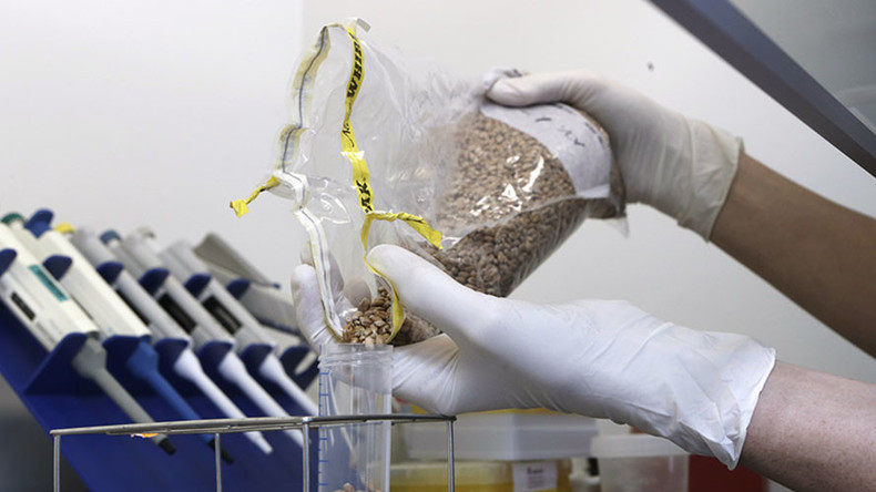 Genetically-modified wheat to be grown in Britain despite environmentalist opposition