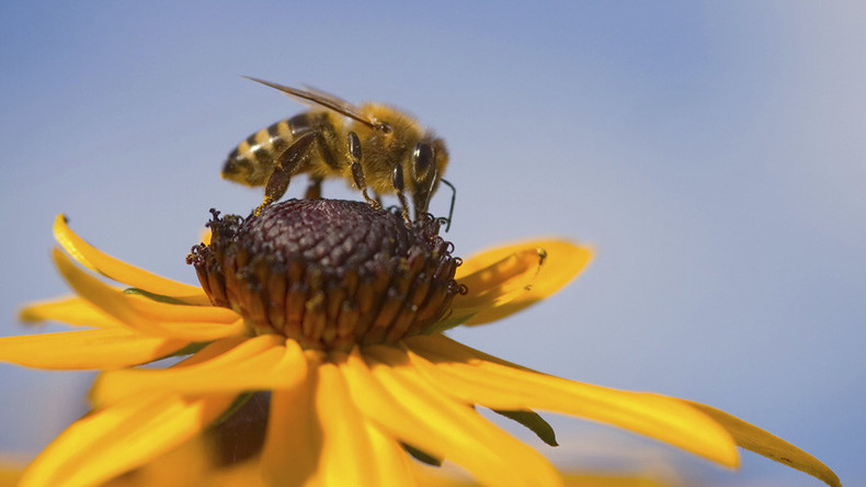 To bee, or not to bee: Will bumblebees become extinct?