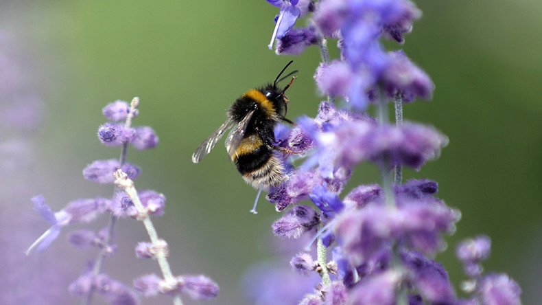 Bee-pocalyse Now: Study details catastrophic human impact on bees
