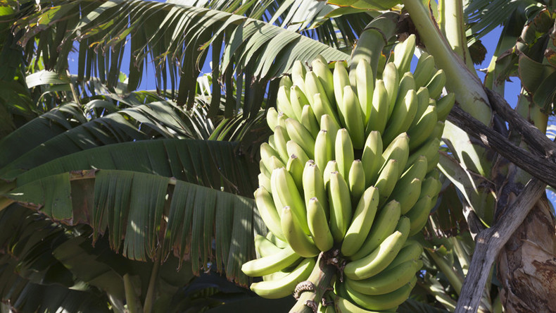 ‘Go hang on a banana tree’: Zimbabwe tells US embassy to buzz off over human rights concerns