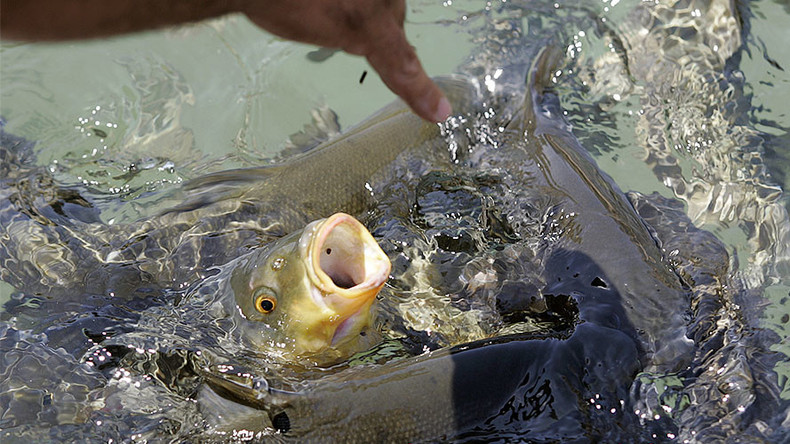 Russian tourist detained in Thailand for feeding fish, may face jail
