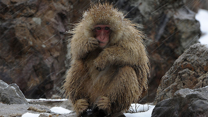 Japanese zoo kills 57 monkeys for having ‘invasive alien genes’