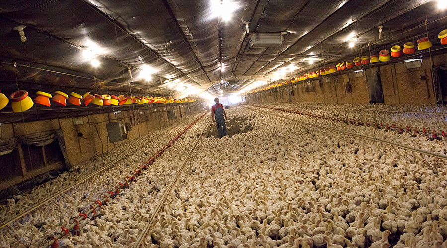 Chicken farmers demand more scratch in classaction lawsuit — RT USA News