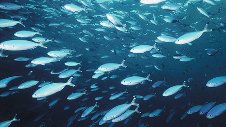  Russian liquid breathing experiment draws animal cruelty criticism (DISTURBING VIDEO)