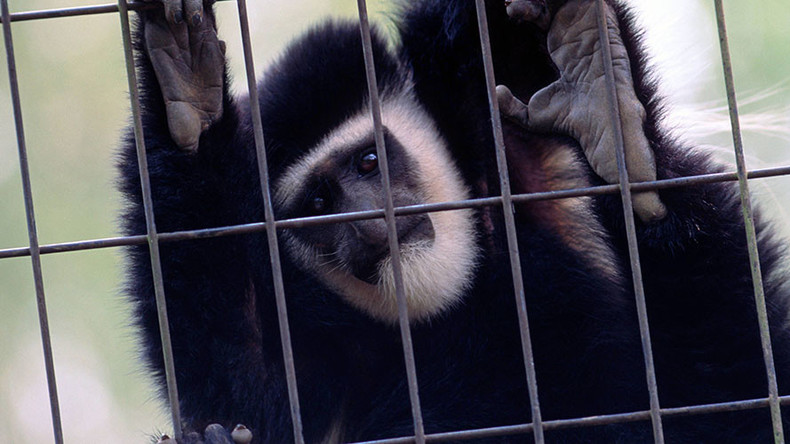 License renewal denied for zoo where 500 animals died — RT UK News