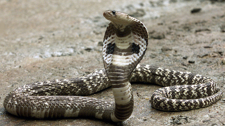 Snake in the grass: Escaped Florida cobra creates online hiss-teria ...